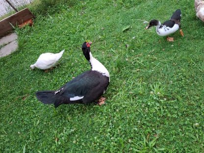 Bild 2:Warzenente / Stummente