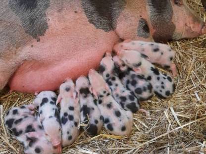 Bild 4:Weibliches Zwergschwein zu verkaufen