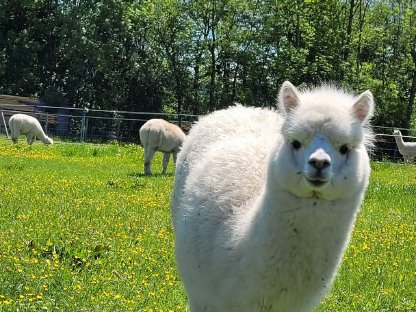 Bild 4:Alpaka Stuten, Hengst