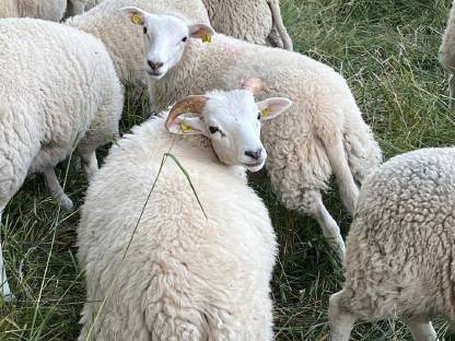 Bild 5:Lleyn Schafe