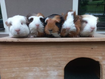 Meerschweinchenbabys