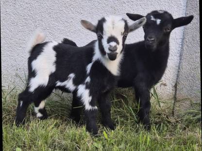 Originale MINI Zwergziegen