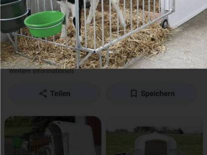 Kälber-Iglus