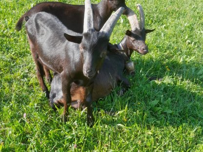 Bild 6:Aosta Böcke von halbjährig bis 2,5-jährig