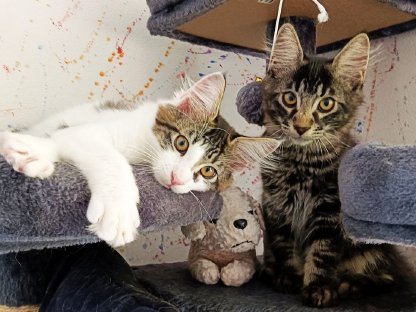 Wunderschöne Kater