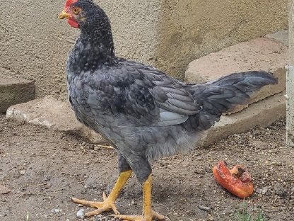 Bild 2:Junghähne aus Naturbrut zu verschenken