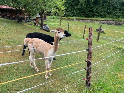 Bild 3:Alpaka Hengste