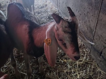 Bild 3:Anglonubia Jungziegen zu verkaufen