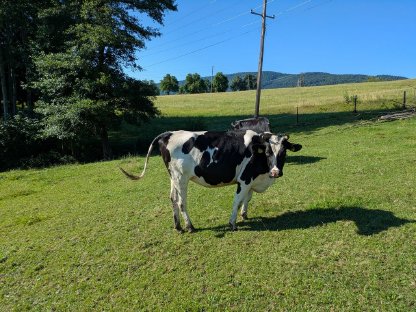 Bild 4:Bio-HF-Kalbin - trächtig