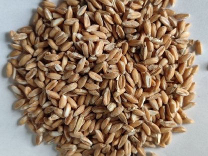 Bild 3:Verkaufe Schäler, Getreideschäler, Hülsenfrüchteschäler