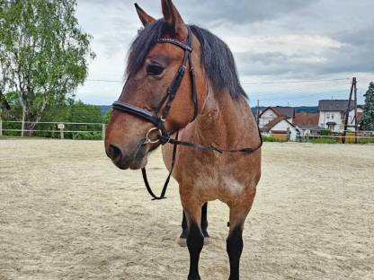 Bild 4:Pferd: Stute Mogyóro