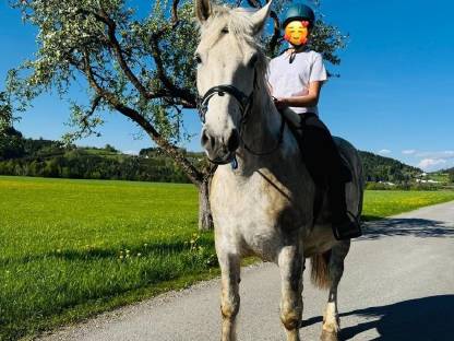 Bild 3:Biete Reitunterricht/Ponyreiten