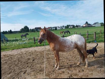 Haflinger pinto mix