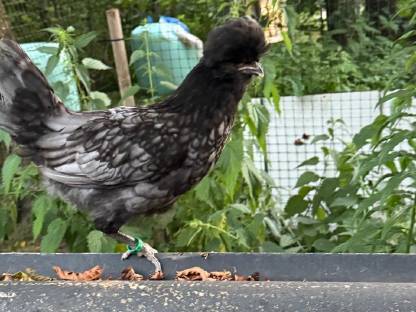 Bild 2:Rassehühner: Zwerg-Cochin, Zwerg-Wyandotten