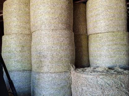 Bild 2:Heu Heuballen Rundballen Ernte 2025