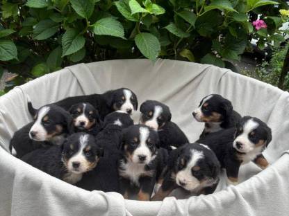 Berner-Sennen Hundewelpen