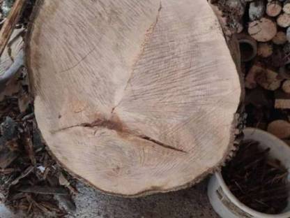 Bild 5:Eschenholz Holzscheibe für Tischplatte