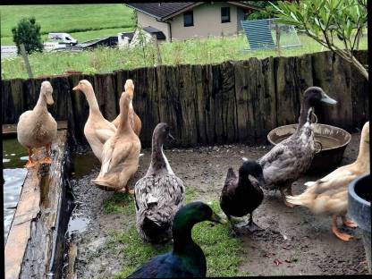 Bild 4:Enten zu vergeben