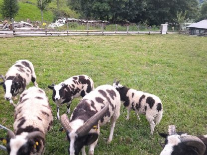 Bild 5:Vierhornwidder, Jakobs-Widder