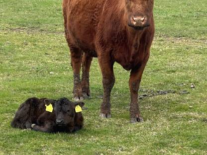 Bild 4:Verkaufe Angusrinder Bio