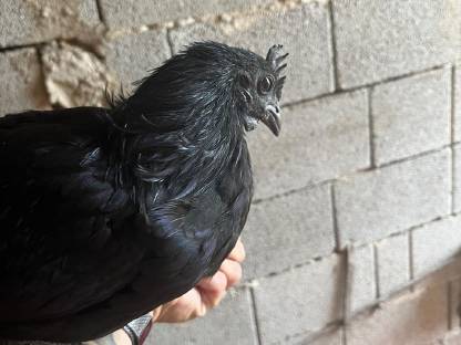 Ayam Cemani Jung-Hähne