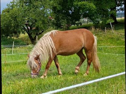 3-jährige Fuchs-Ponystute