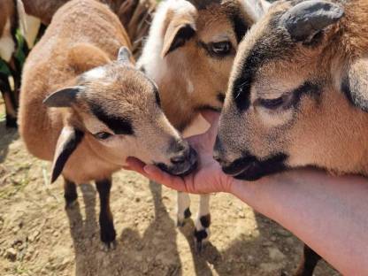 Bild 2:Kamerunböcke sehr zutraulich