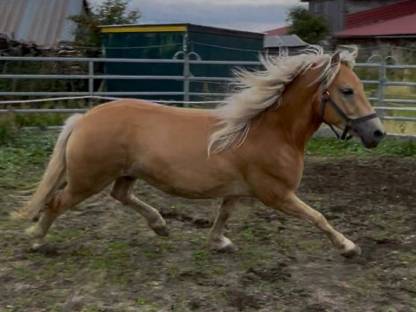Haflinger Wallach