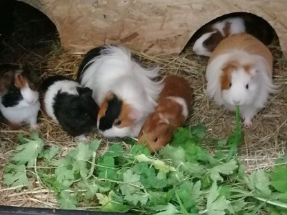 Meerschweinchen