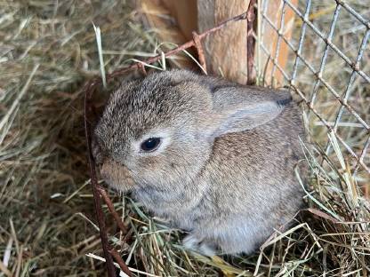 Mini Lop Hasen