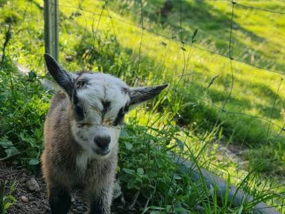 Bild 3:Mini-Zwergziegen