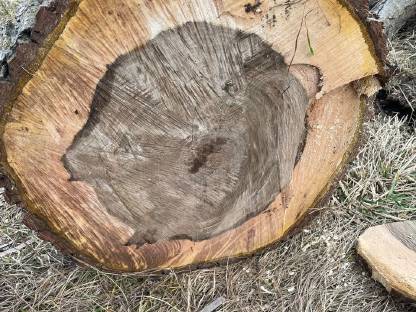 Bild 9:Nussbaumscheiben