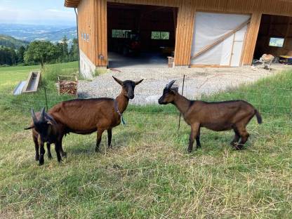 Bild 2:2 Ziegenböcke