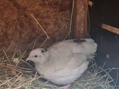 Bild 2:2 Wachtelhähne