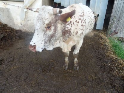 Bild 8:Pustertaler Sprinzen BIO - PSR-Kühe mit Kalb