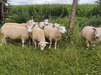 Bild 3:Cheviot Import - Meatlinc- Lleyn-Widder