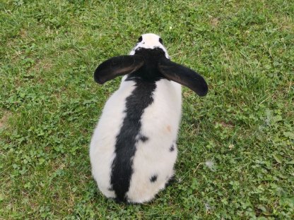 Bild 3:Reinrassiger Riesenschecke Rammler