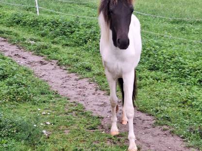 Bild 5:Jährling, Isländer-Stute, Islandpferde