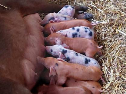 Freilandferkel/Mastferkel