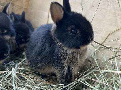 Zwergkaninchen, Hermelinkaninchen