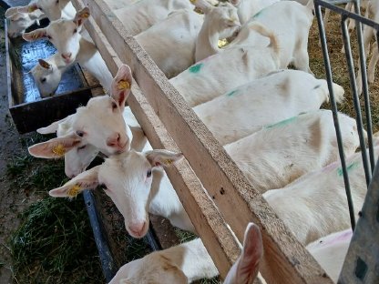 Ziegenkitze Saanekitze