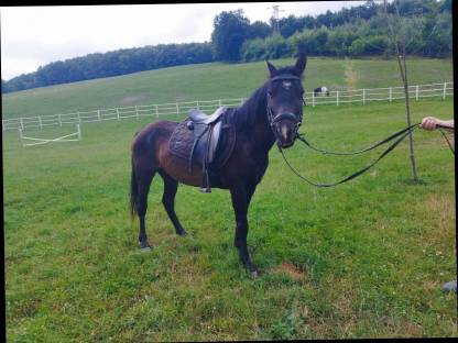 Pony