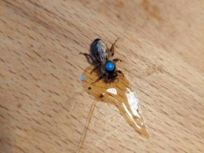 Bienenköniginnen F1 Carnica