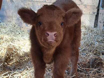 Bild 3:3jährige Hochlandrind Kuh mit Kuhkalb zum Verkaufen