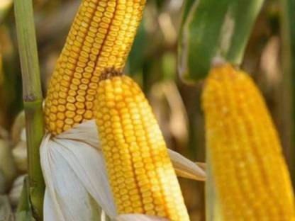 Bild 2:Körnermais