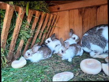 Bild 4:Junge deutsche Riesenschecken