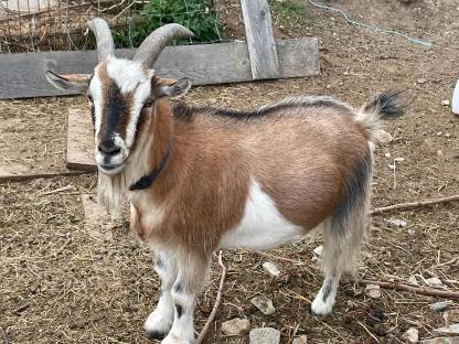 Bild 6:Zwergziegenböcke