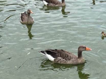 Bild 2:Verkaufe Gänse