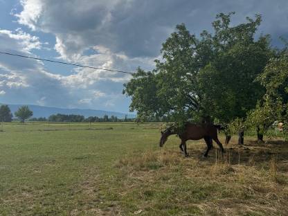Bild 7:Einstellplatz in Offenstallhaltung
