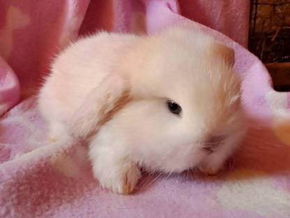 Bild 3:Meerschweinchen, Zwergkaninchen und Deutsche Widder